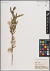 Foto von Salix elbursensis Boiss.